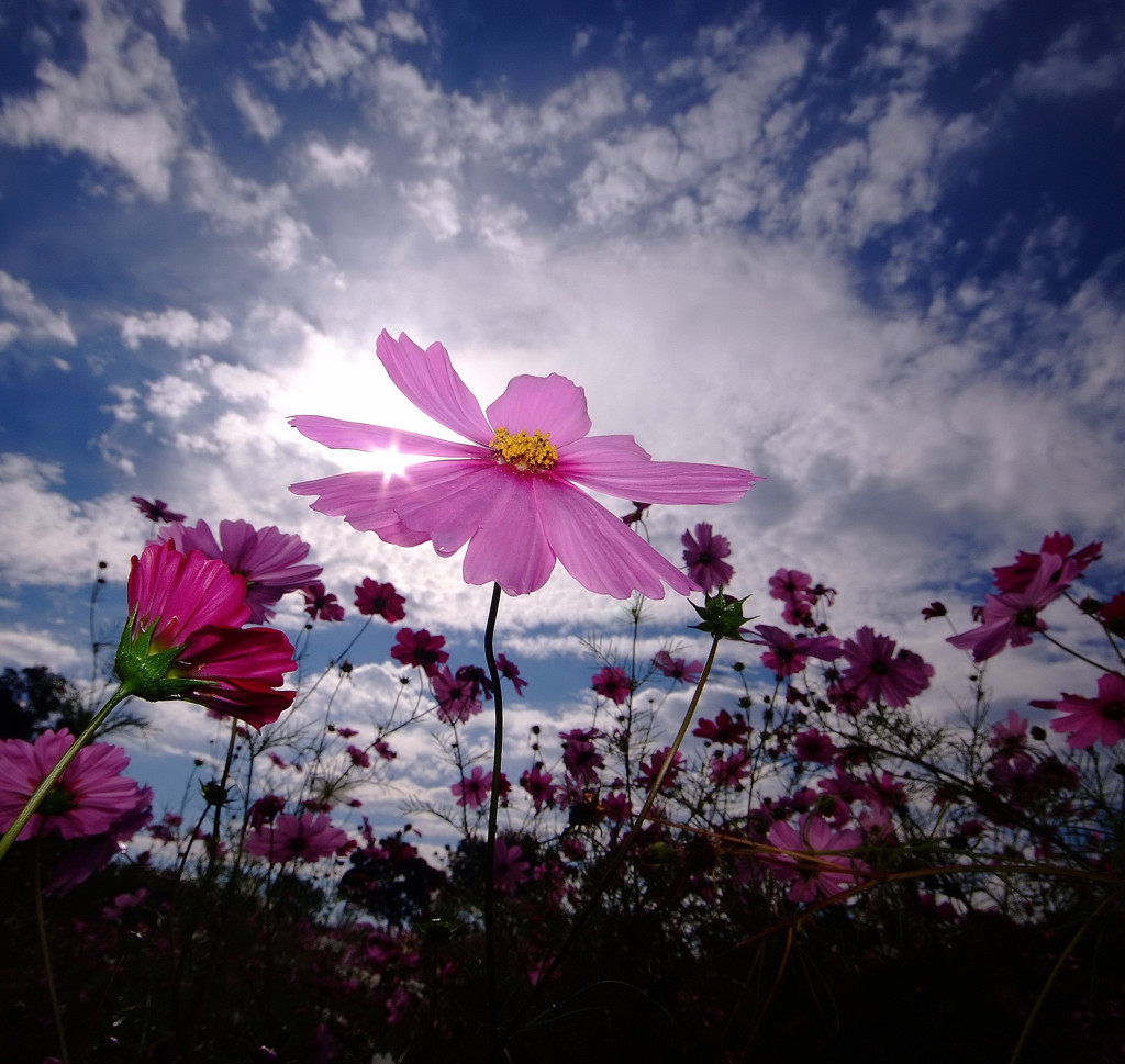 大地の華・こすもす