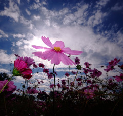 大地の華・こすもす