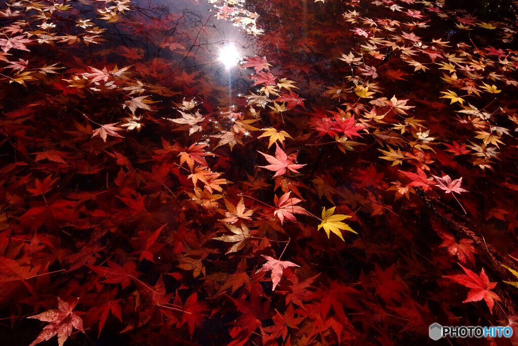 儚くも美しく✿水面紅葉