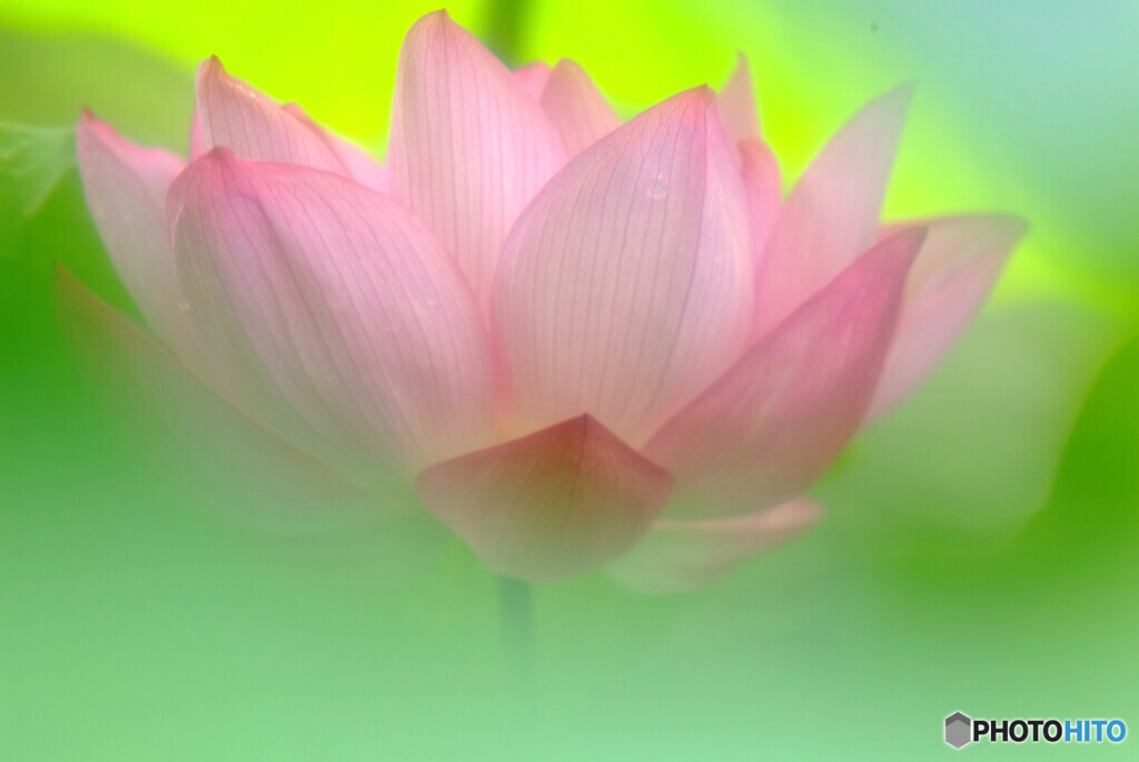 やすらぎの時✿蓮2021