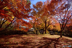 青空と紅葉✿万博公園2023