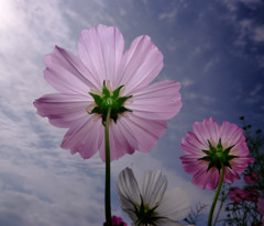 本日も晴天なり・こすこす