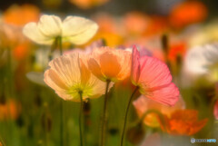 Dance, Dance, Dance✿春風