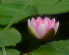 浪漫・睡