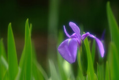 Iris laevigataの時✿皐月2025