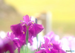 水無月の舞・華