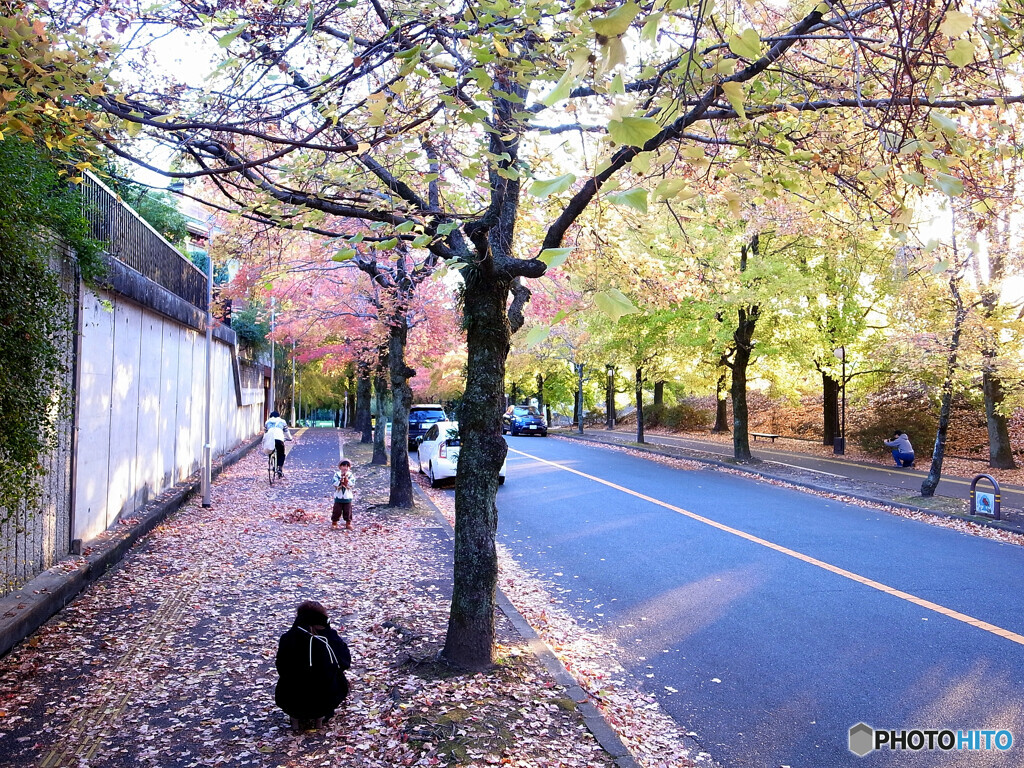 紅葉散歩Ⅱ❁三色彩道2023