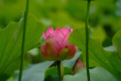 週末の華✿蓮