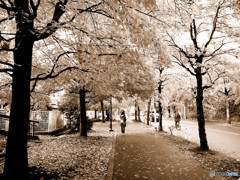 モノクローム・ヴィーナス