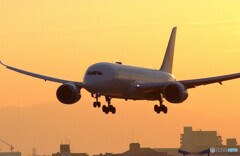 極月の朝✈Dreamliner