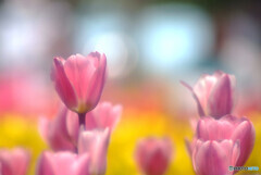 穏やかな日々へ✿華