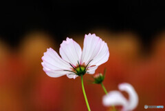 華やかに美しく✿秋桜の恋