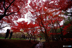 紅葉の宴・万博