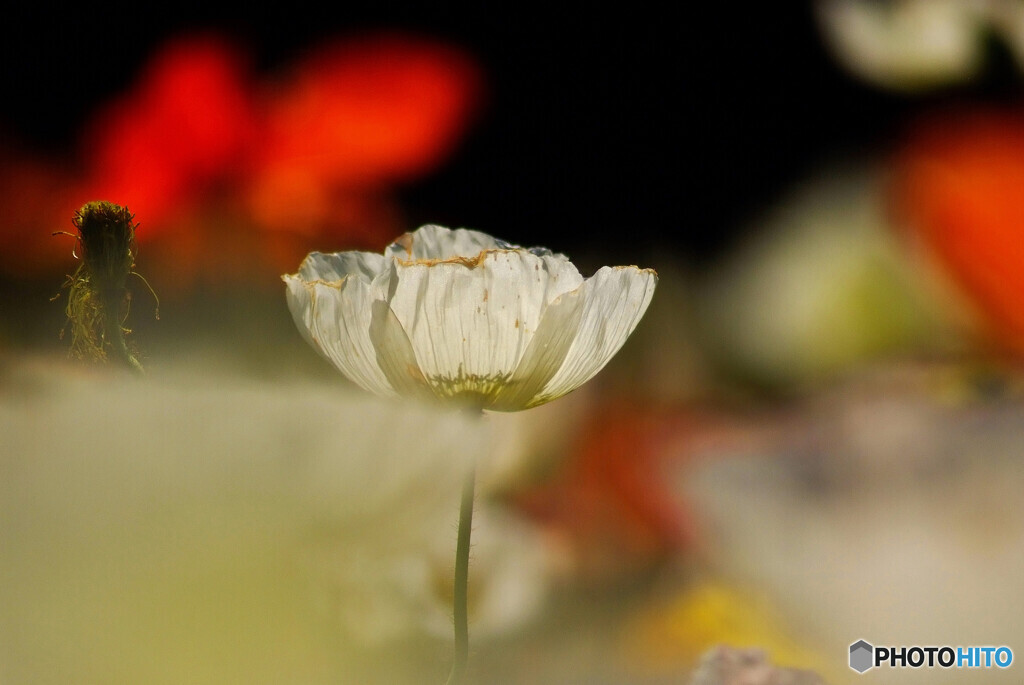 卯花月✿夢日記2023