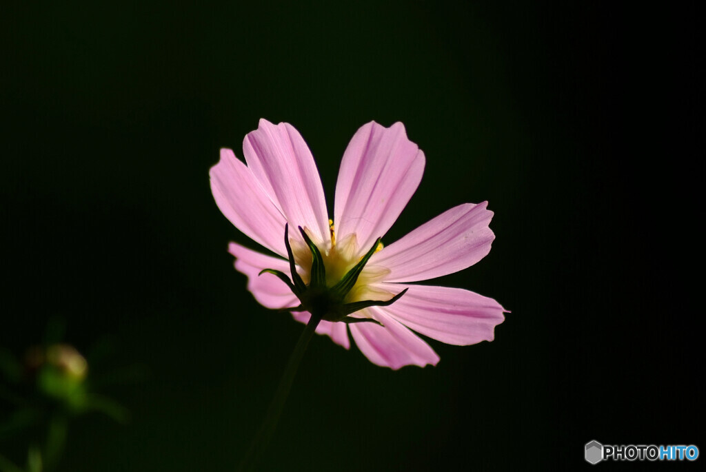 長月の花火❁秋桜2024