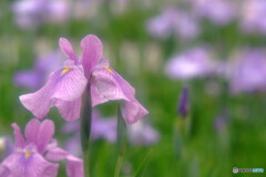薄化粧★Iris