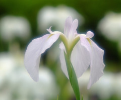 雨物語Ⅶ・華