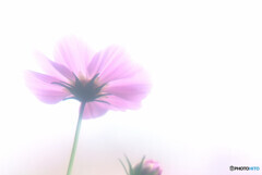 秋霞✿こすもす2022
