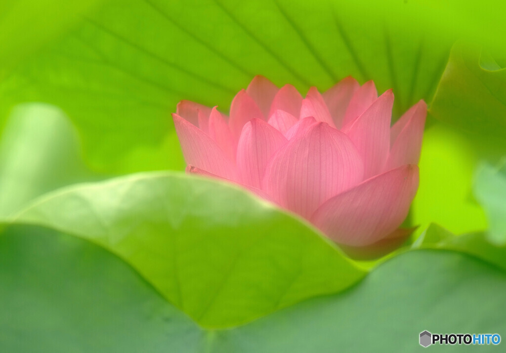 うたかたの恋✿蓮