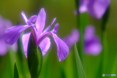 ひとり咲き・華