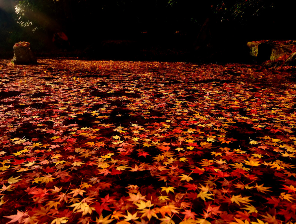 Terminal Station・紅葉