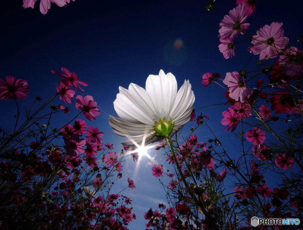 孤独・秋桜