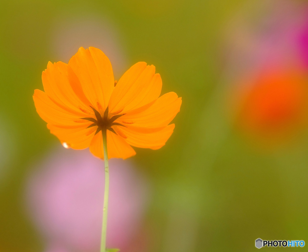 秋の旅人・秋桜