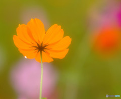 秋の旅人・秋桜