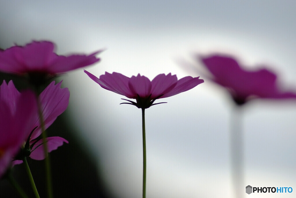 静寂の時❁秋桜