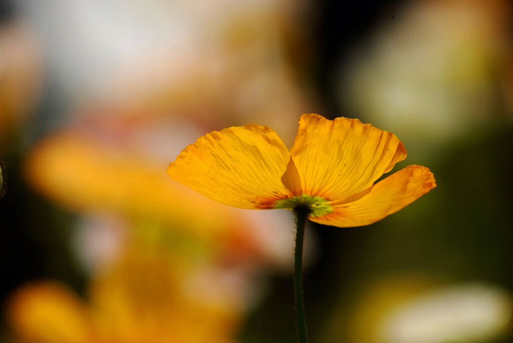 ここに咲くよ✿Poppy