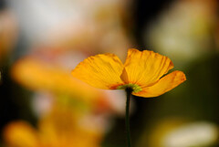 ここに咲くよ✿Poppy