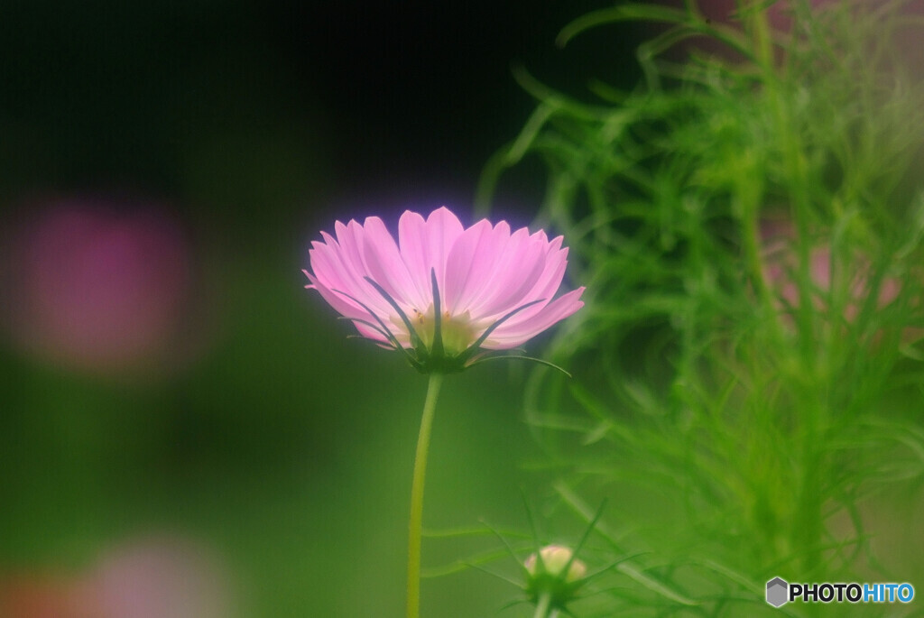 心しずかに✿秋桜の声
