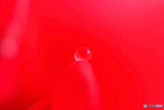 儚くも美しく・瞳