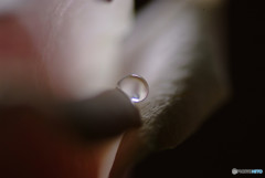 Drops of Tears・秋