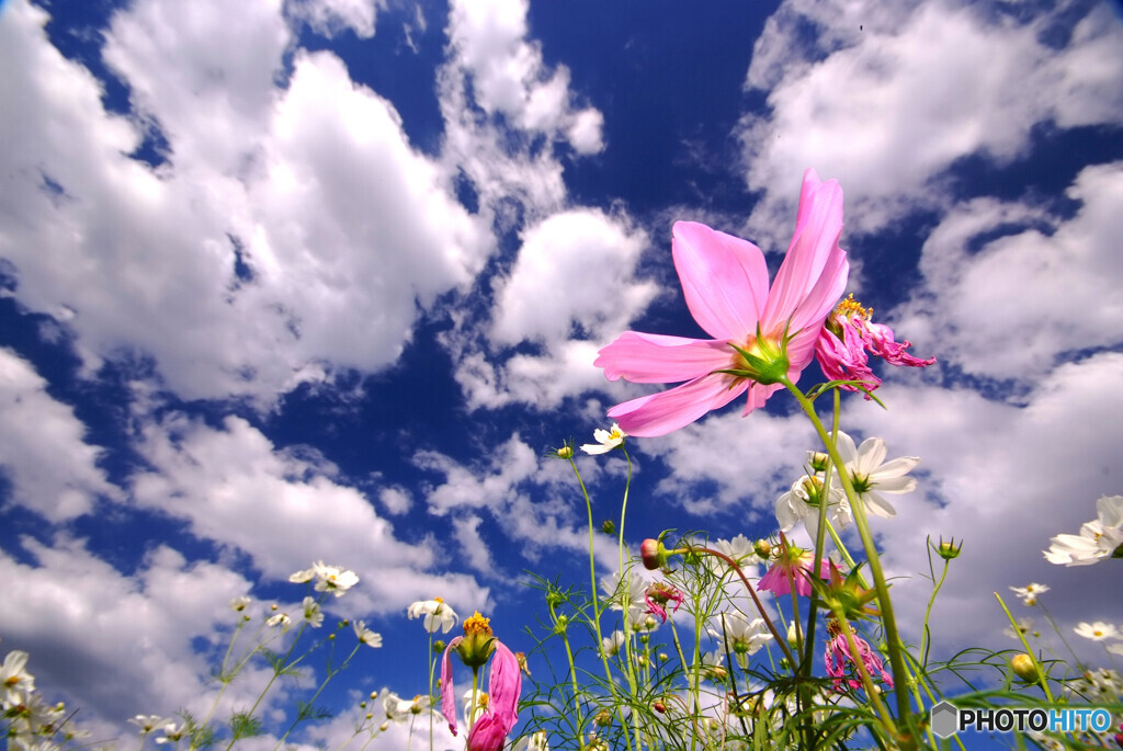 秋雲スケッチ❁2021