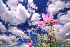 秋雲スケッチ❁2021