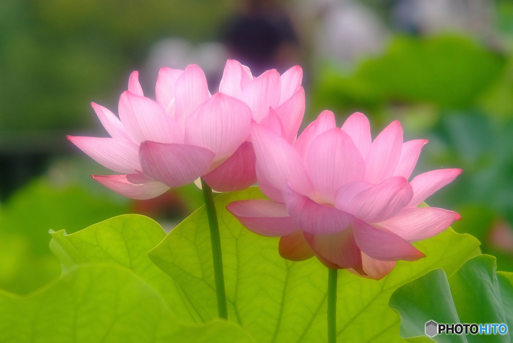 初夏の風に吹かれて・華