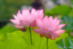 初夏の風に吹かれて・華