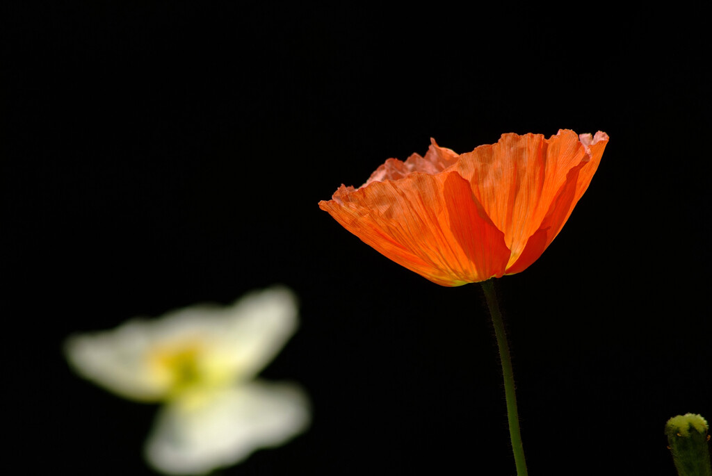 感謝の華✿Poppy2025