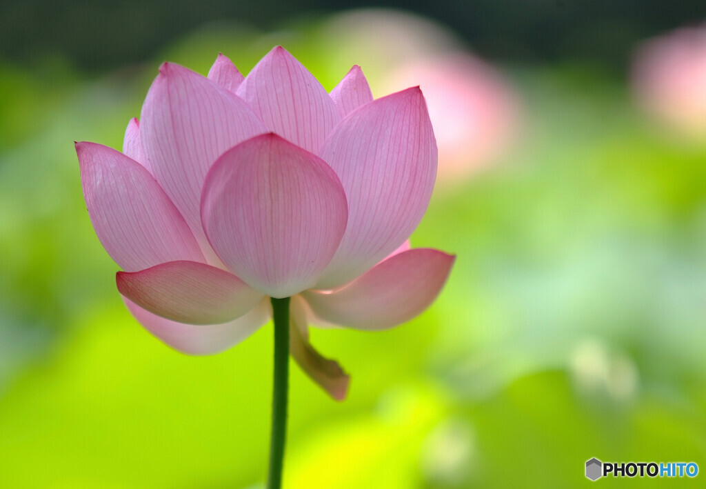 微笑み返し✿蓮