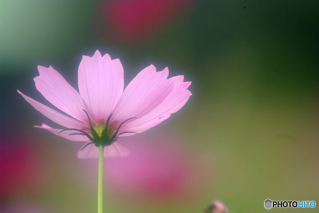夢先案内人✿秋桜2023
