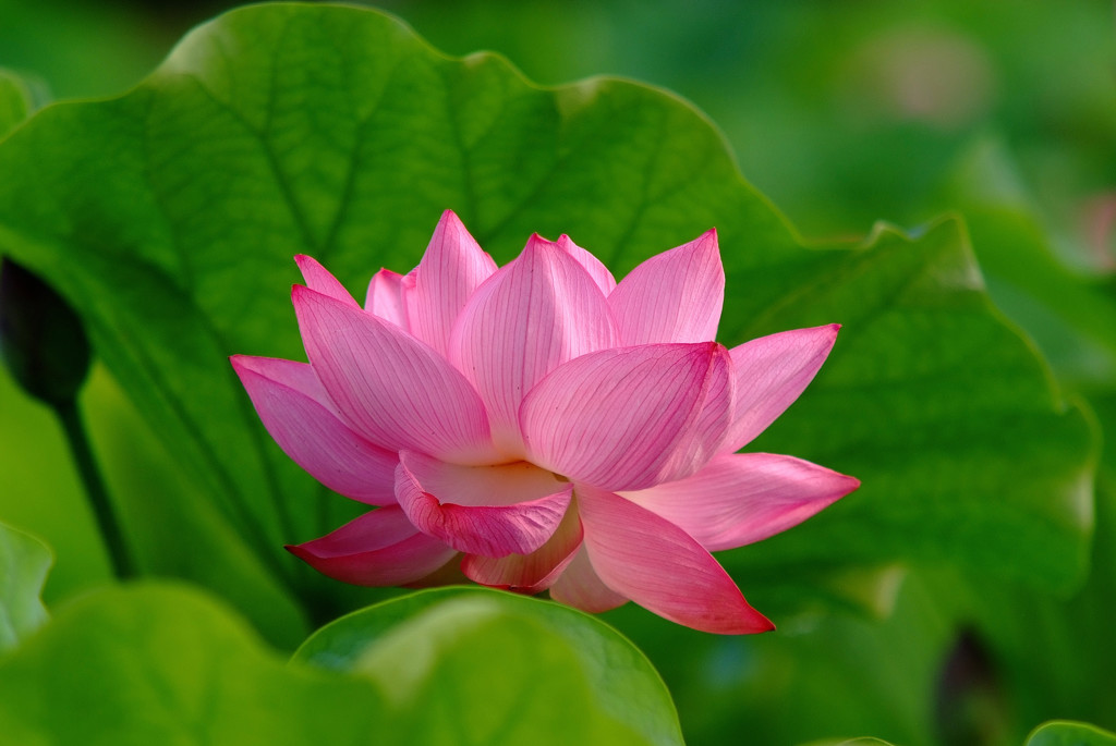 艶美人・華