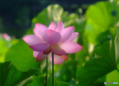 華やかに傷ついて