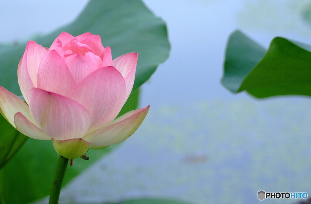 涼やかに✿蓮物語