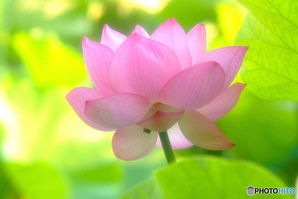 涼風に誘われて・華