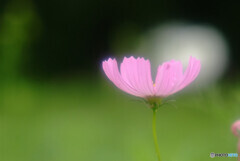 秋桜日記✾2020
