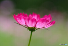 熱視線✾秋桜の季節