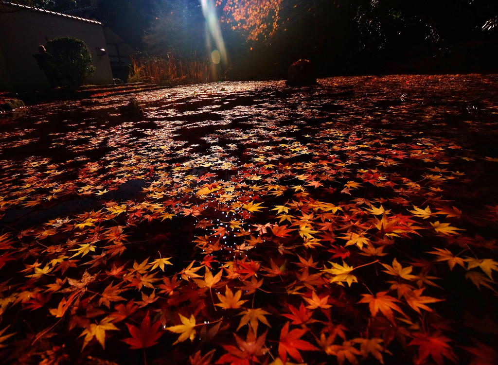 夢破れて・紅葉
