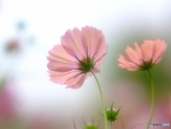 幸せのひと時・秋桜