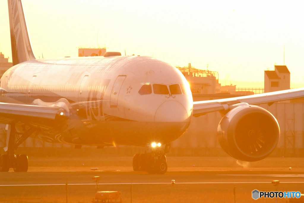 Golden Glow・787